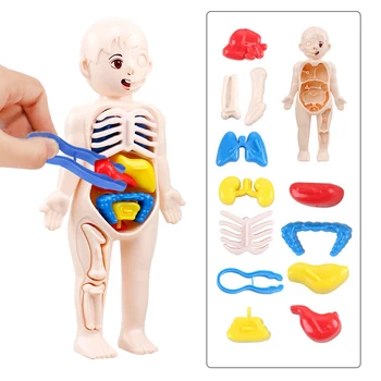Играчки направи си САМ Събрание 3D Пъзел Анатомия на Човешкото Тяло Модел на Образователен модул за Обучение Орган Събрани Орган на Тялото Образователен Инструмент за Деца