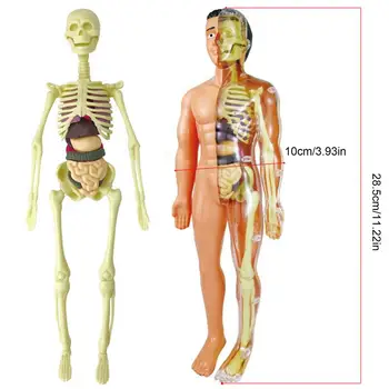 Моделиране на Човешкия Скелет Модел на Човешкото Тяло Анатомическая Модел на Aicc модул за Обучение Подпори За Студенти САМ Забавни Играчки